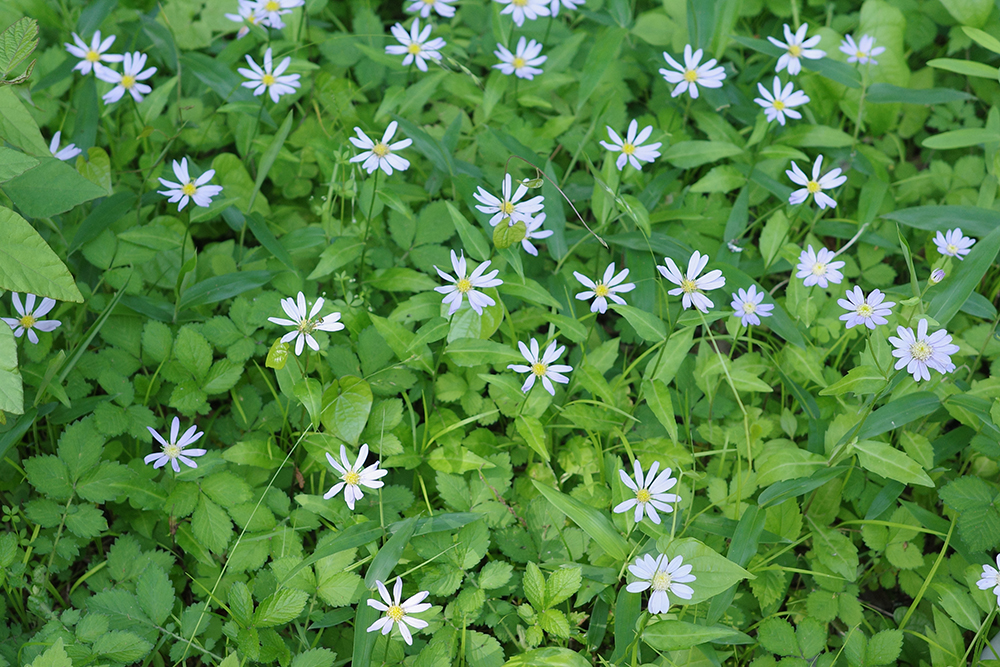 約2,200種の植物が生息する「日光植物園」